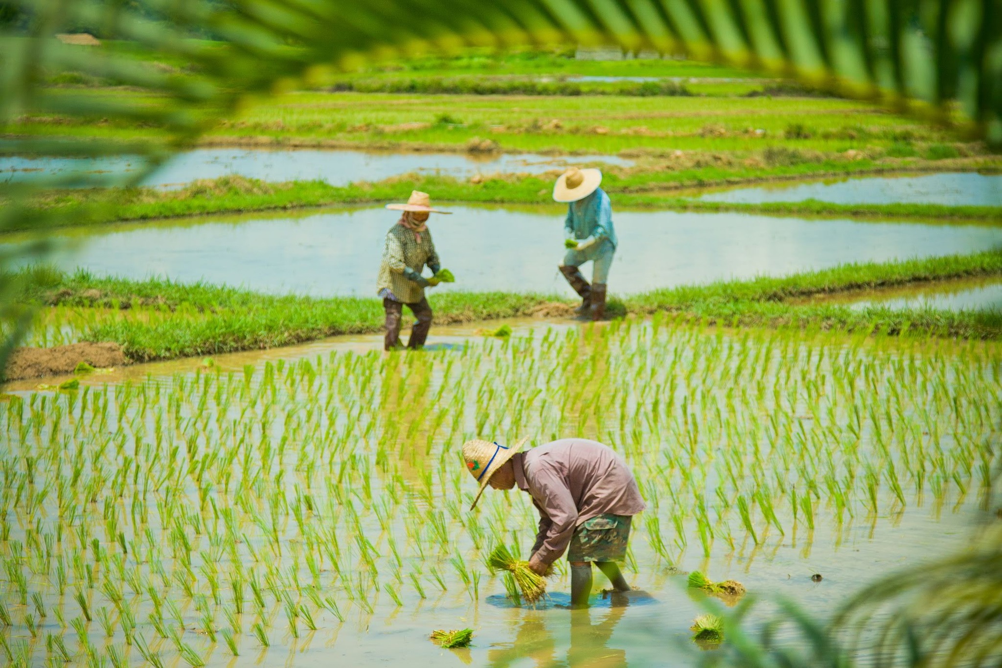 ขอเชิญชวนคนเชียงรายผู้บริโภคข้าว  เข้าร่วมตอบแบบสอบถามออนไลน์ในฐานะผู้บริโภคข้าวท้องถิ่นในจังหวัดเชียงราย