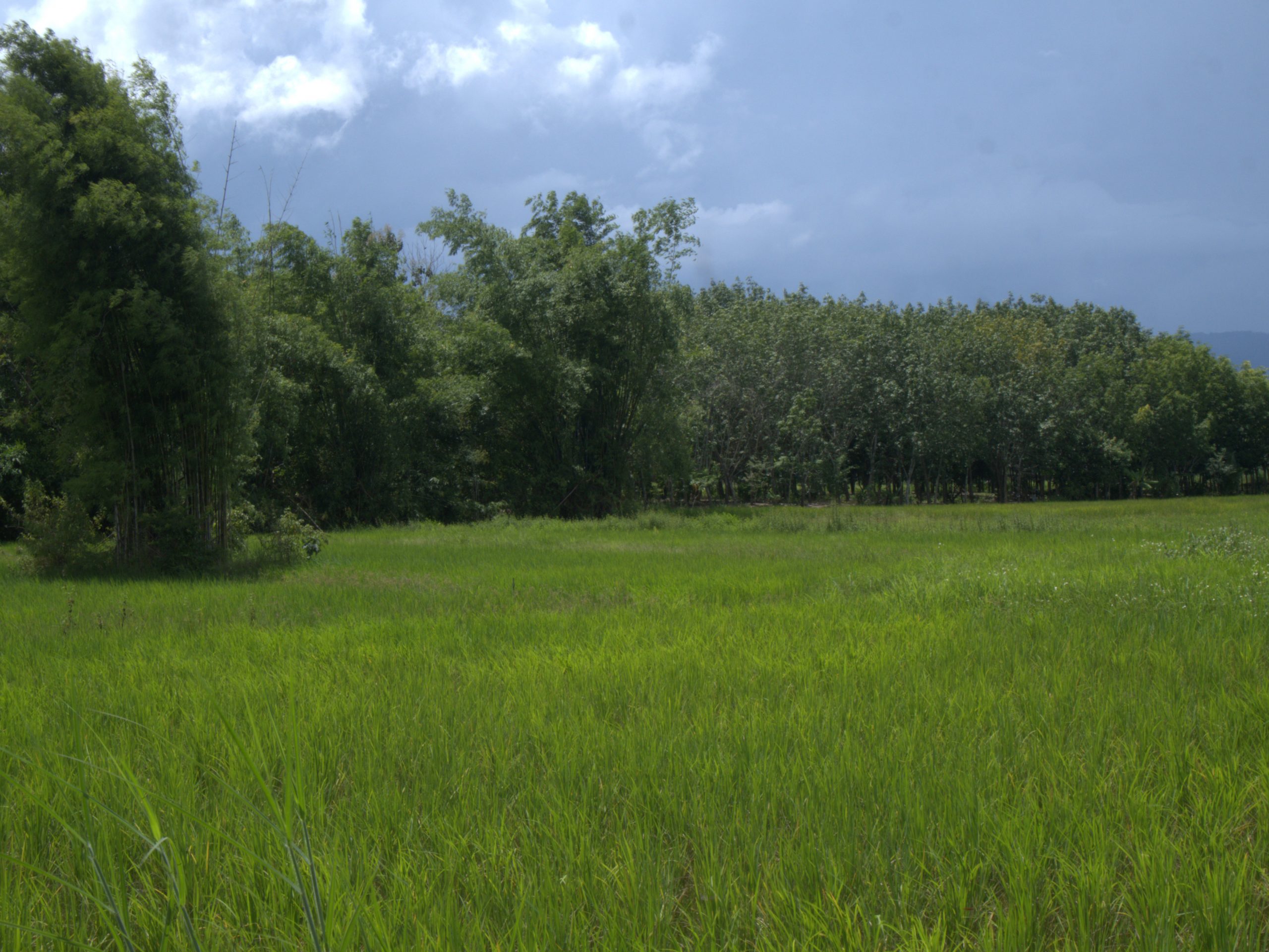Opportunities and challenges of organic rice